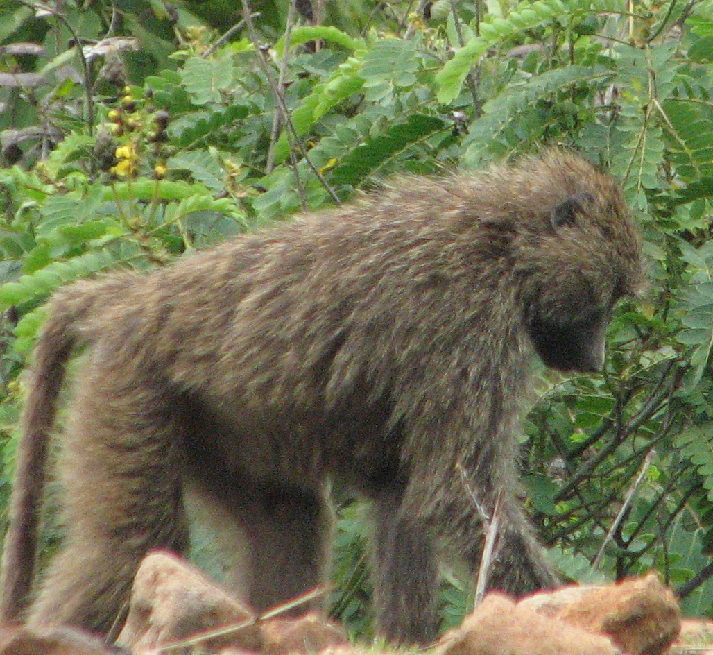 baboon
