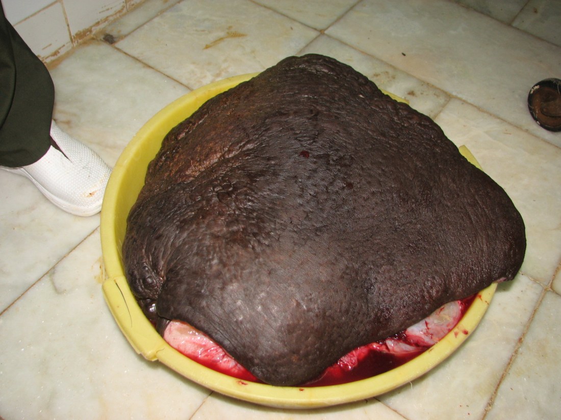 excised scrotum copy