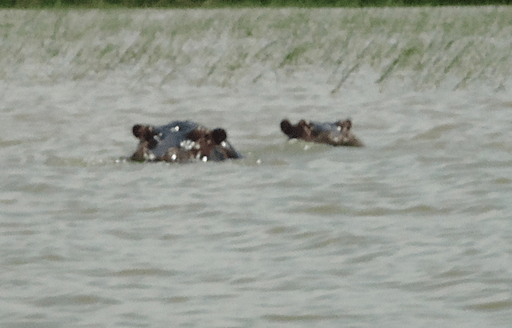 hippos