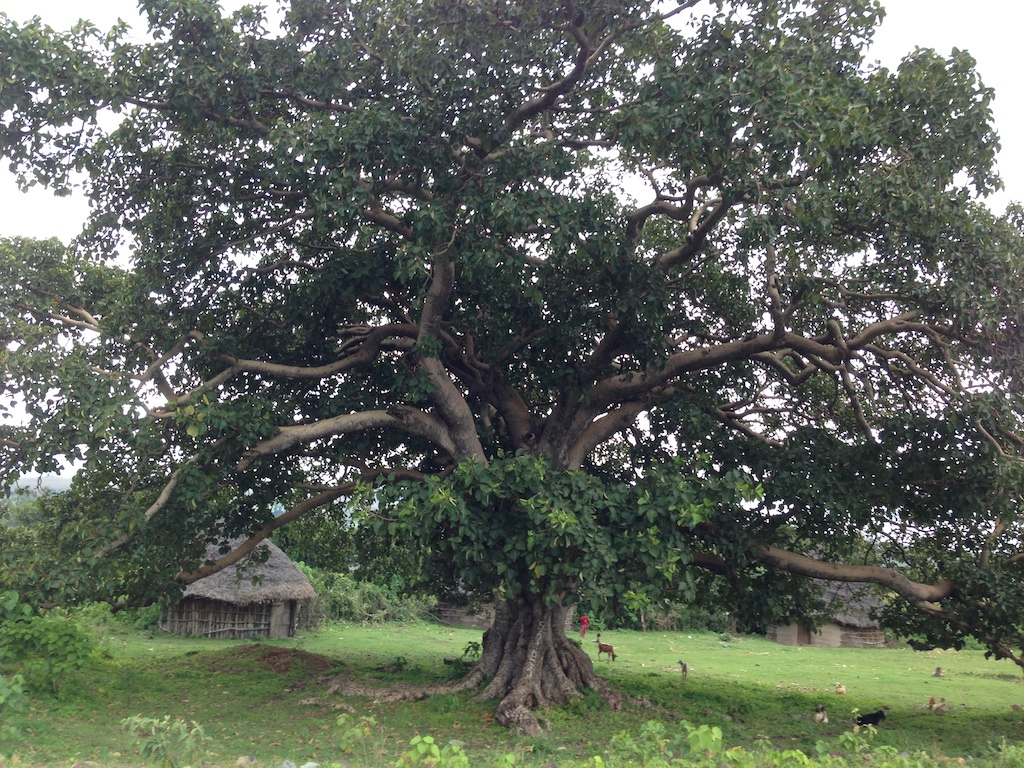 large tree