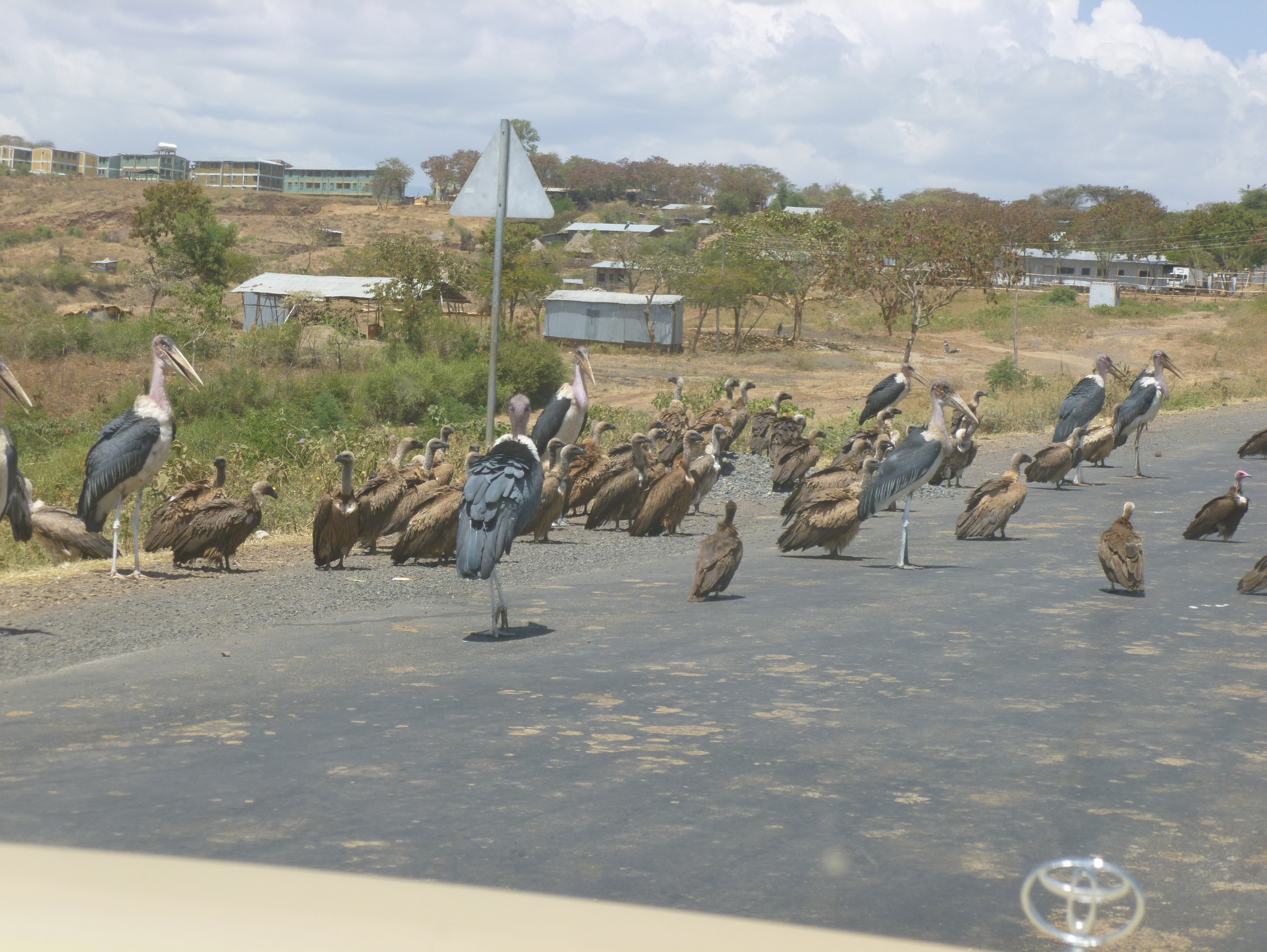 vultures &amp; storks